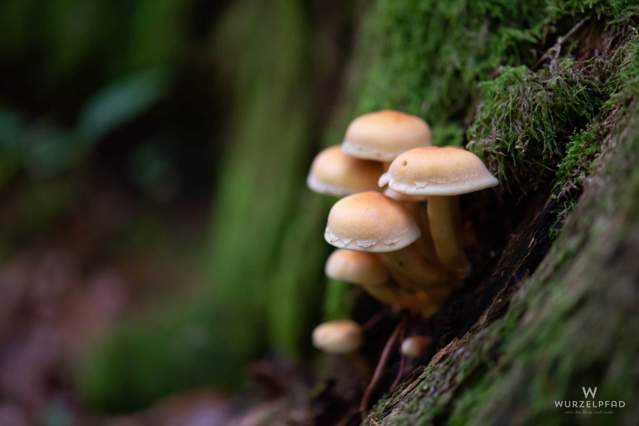 Grüpplein von Pilzen